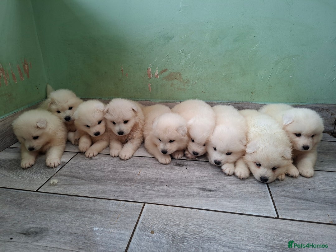 Samoyed dogs for sale: Beautiful Samoyed Puppies Ready Soon! - Advert 7