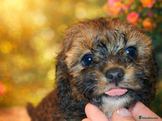 Cavapoo dogs WAITING LIST Toy Cavapoo puppies - Advert 2