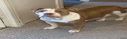 Olde English Bulldogge dogs for sale: Olde English Bulldogge Litter - Advert 13