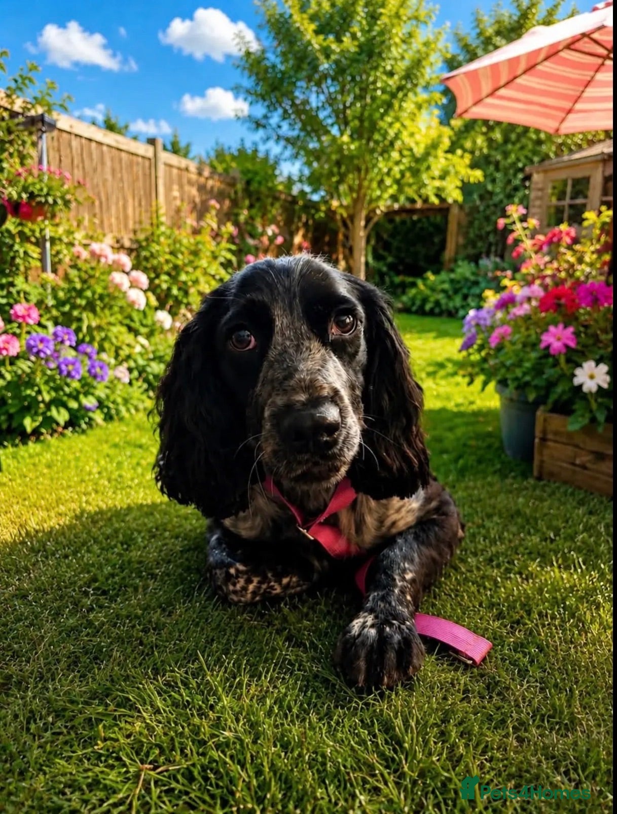 Cocker Spaniel dogs Rehoming Willow - Advert 3