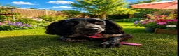Cocker Spaniel dogs for sale: Rehoming Willow - Advert 1
