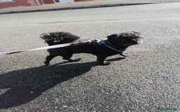 Shih Tzu dogs for adoption: 💙🐶 LAURIE - a gentle 6-7 yo Shih Tzu boy🐶💙 - Image 5