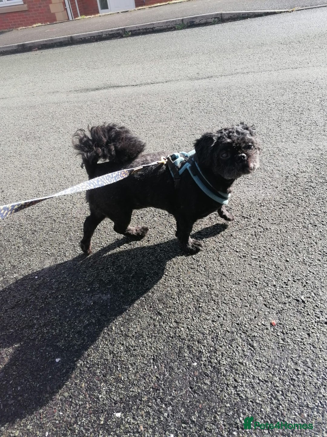 Shih Tzu dogs for adoption: 💙🐶 LAURIE - a gentle 6-7 yo Shih Tzu boy🐶💙 - Image 5