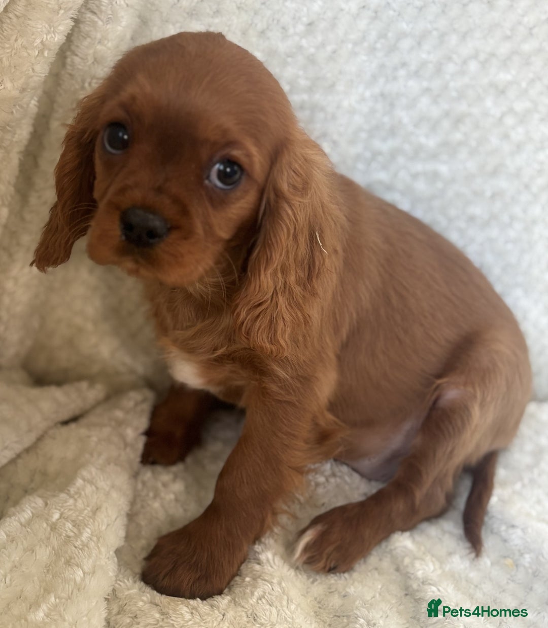Cavalier King Charles Spaniel dogs for sale: Cavalier King Charles Spaniel Puppies ready now!!! - Image 12
