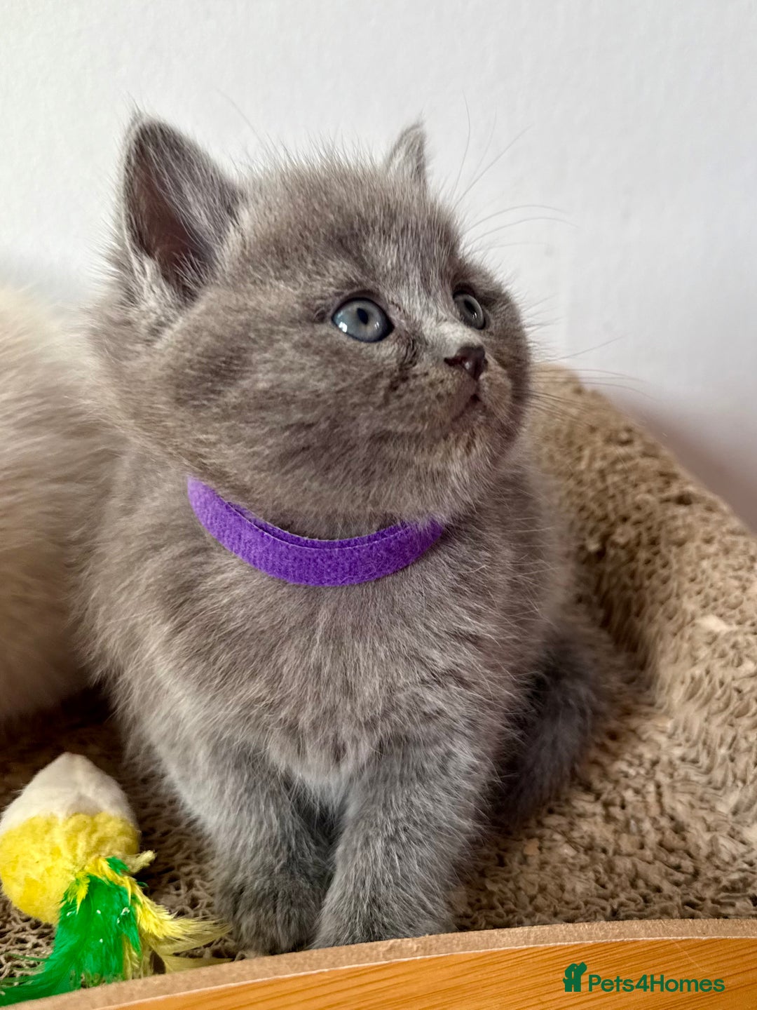 British Shorthair cats for sale: Bsh ragdoll kittens  - Advert 17