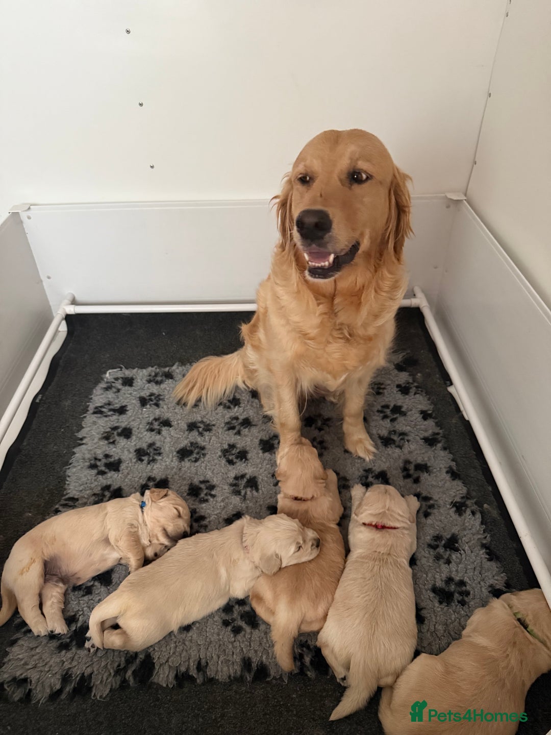 Golden Retriever dogs for sale: Stunning chunky golden retriever puppies  - Image 7
