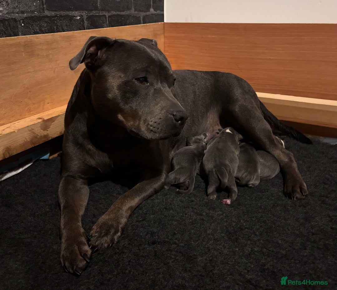 Staffordshire Bull Terrier dogs for sale: KC Blue and White Staffys - Image 2