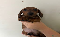 Miniature Dachshund dogs for sale: 3 dashund for sale  in Bolton - Image 5
