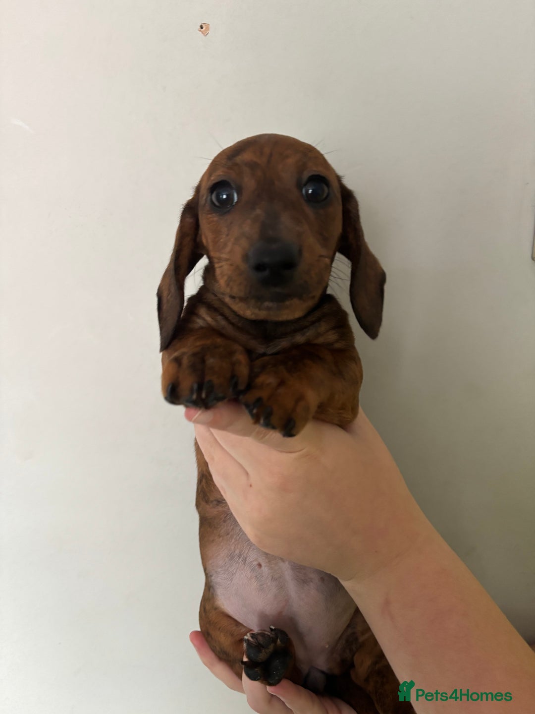Miniature Dachshund dogs for sale: 3 dashund for sale  in Bolton - Image 5