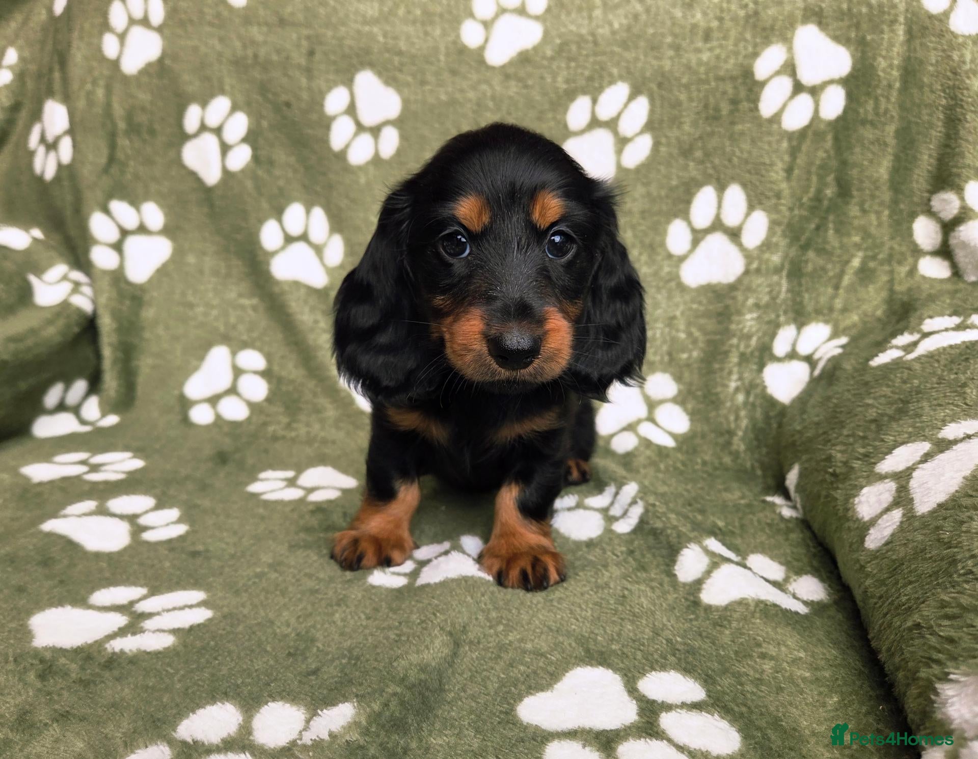 Miniature Dachshund dogs KC Registered Longhaired Girl. Ready This Weekend! - Advert 1