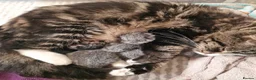 Mixed Breed cats for sale: 3 kittens - Advert 6