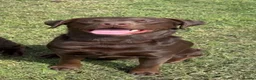 Labrador Retriever dogs for sale: 2x 2yo KC Registered chocolate Labrador boys - Advert 3