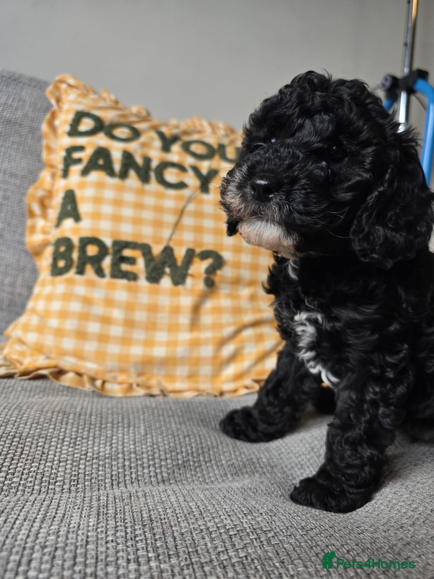 Cockapoo dogs ⭐️Beautiful toy cockapoo pups- 2 girls left ⭐️ - Advert 14