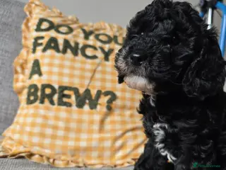 Cockapoo dogs ⭐️Beautiful toy cockapoo pups- 2 girls left ⭐️ - Advert 14