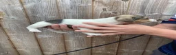 Jack Russell dogs for sale: Docked tail Jack Russel Puppies - Advert 13