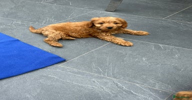 Cockapoo dogs - Advert 5