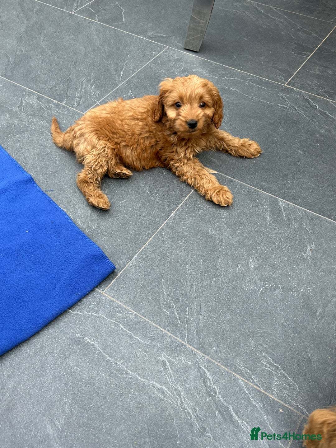 Cockapoo dogs for sale: Cockapoos  - Image 3