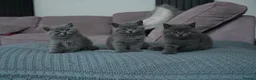 British Shorthair cats for sale: 3 Stunning Pure Breed British Shorthairs in Broadstone - Advert 1