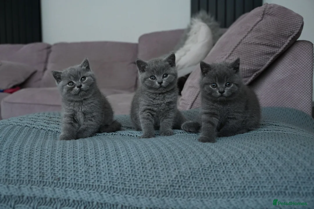 British Shorthair cats for sale: 3 Stunning Pure Breed British Shorthairs in Broadstone - Advert 1