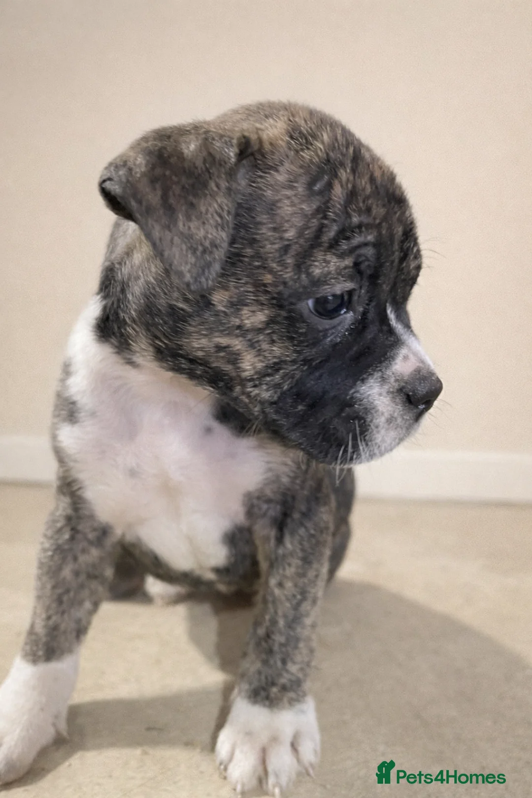American Bully dogs for sale: ⭐️ 3/4 stunning Pocket bullys mix of colours ⭐️ - Advert 5