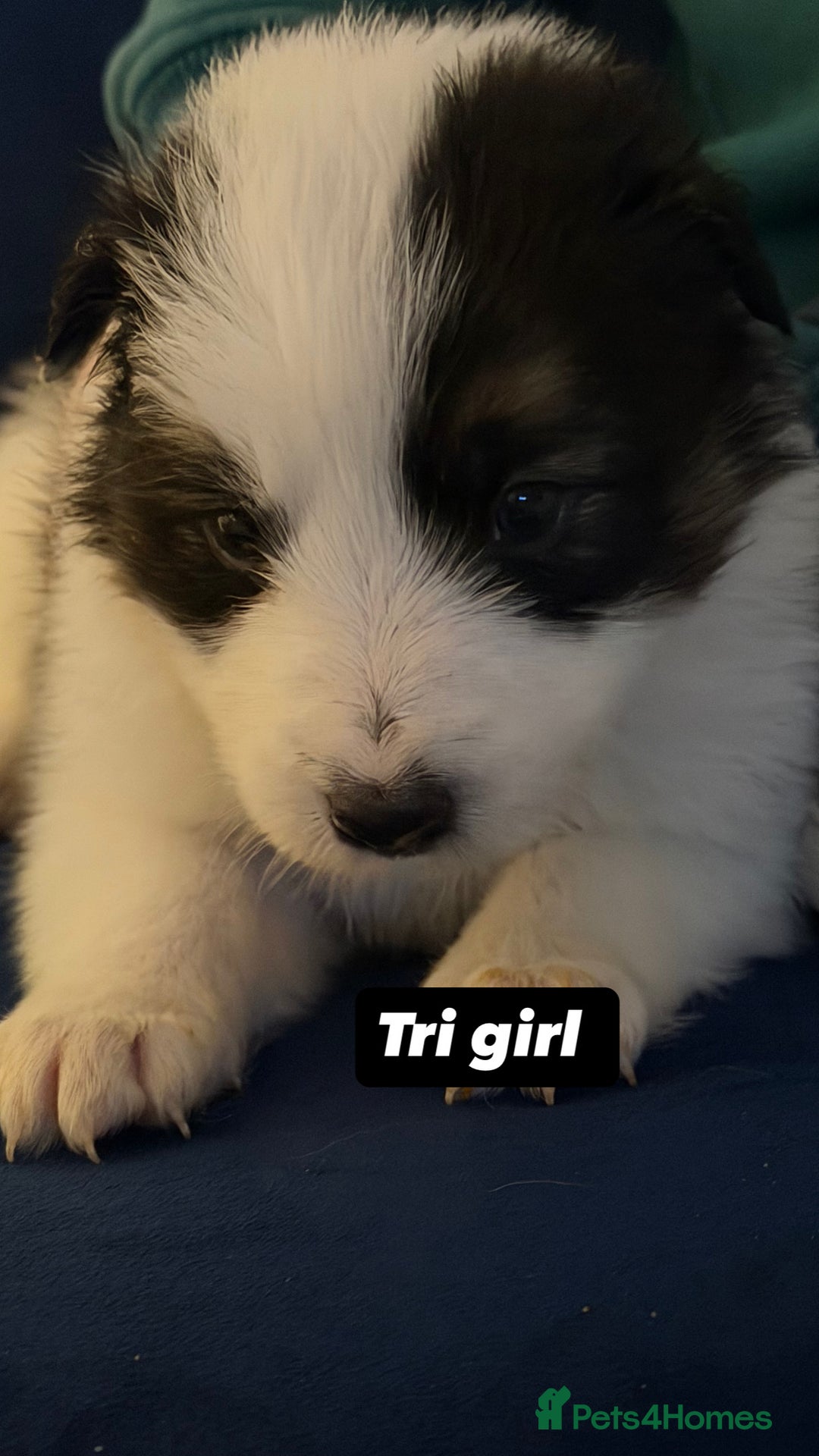 Border Collie dogs for sale: Little of collie pups - Advert 3