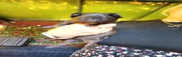 Guinea Pig rodents for sale: Male guineas in Hull - Advert 7