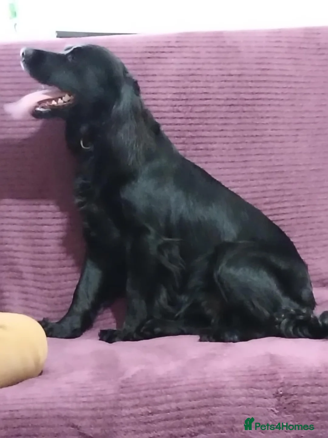 Cocker Spaniel dogs for sale: Cocker spaniel - Advert 9