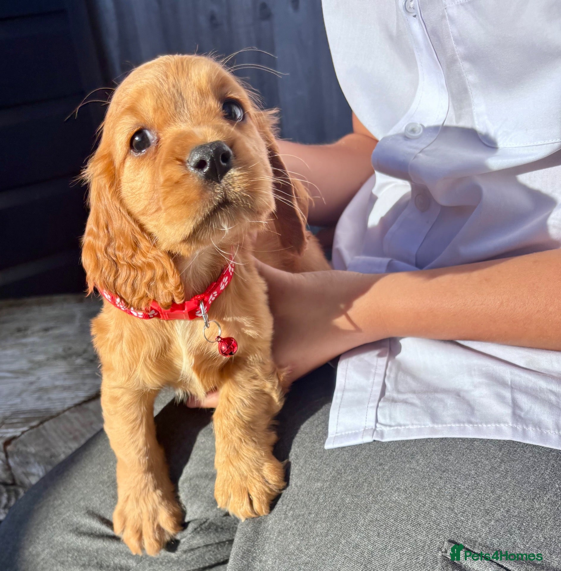 Cocker Spaniel dogs ❤️ Beautifull puppies available ❤️ - Advert 2