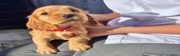 Cocker Spaniel dogs for sale: ❤️ Beautifull puppies available ❤️ - Advert 2