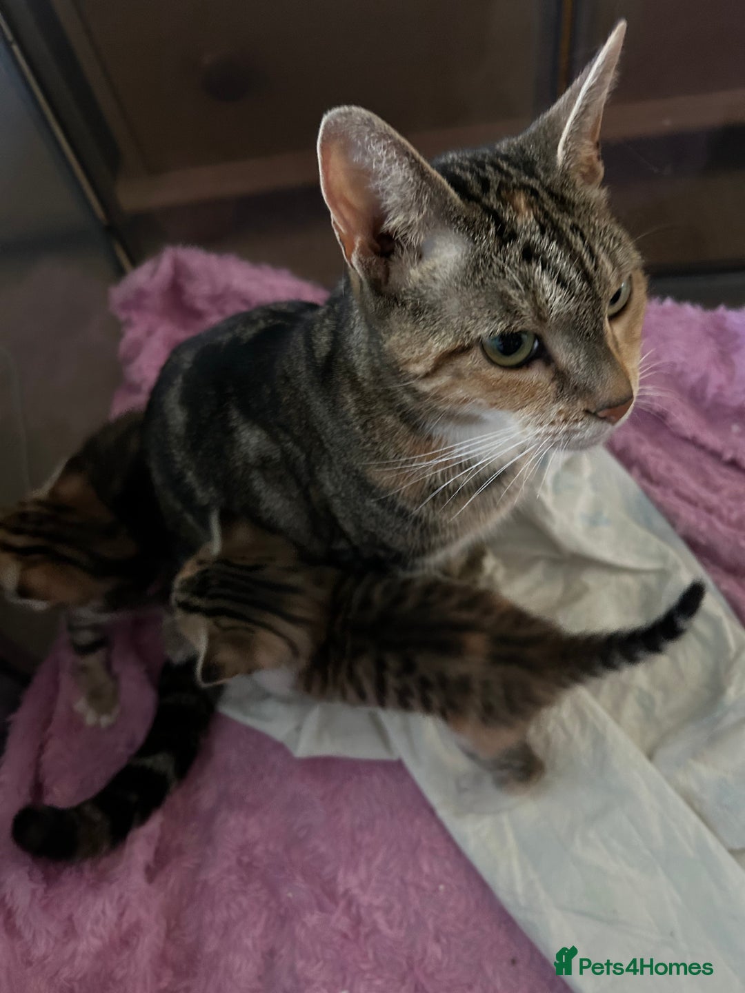 Domestic Shorthair cats for sale: Domestic beautiful kittens  - Image 14