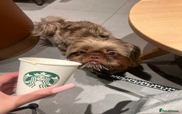 Shih Tzu dogs for stud: KC registered proven imperial Shih Tzu for stud  in Leicester - Image 1