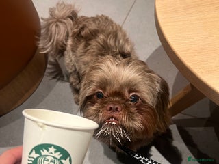 Shih Tzu dogs in Leicester - Advert 1