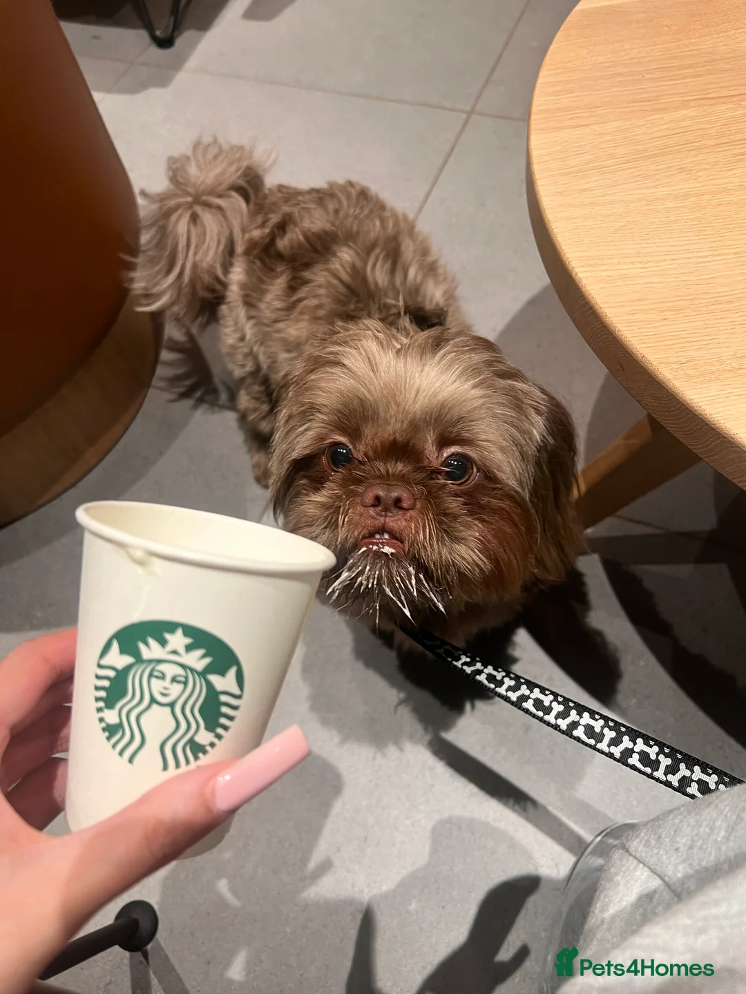 Shih Tzu dogs for stud: KC registered proven imperial Shih Tzu for stud  in Leicester - Advert 1