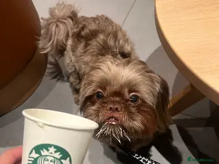 Shih Tzu dogs KC registered proven imperial Shih Tzu for stud in Leicester - Advert 2