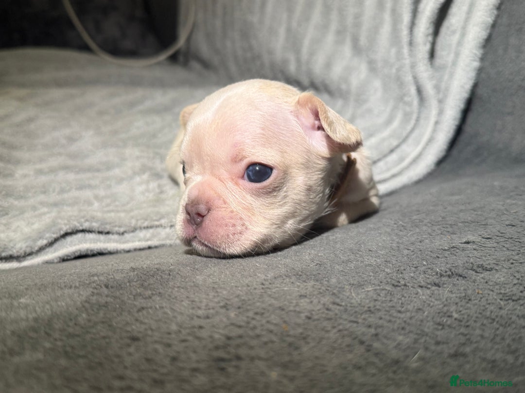 French Bulldog dogs for sale: French Bulldog Puppies–Looking for Forever Homes - Advert 4