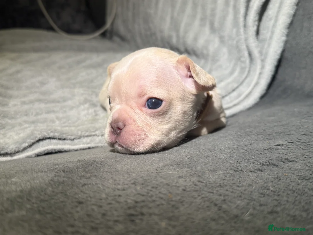 French Bulldog dogs for sale: Vaccine and Micro Chipped French Bulldog Puppies - Advert 9