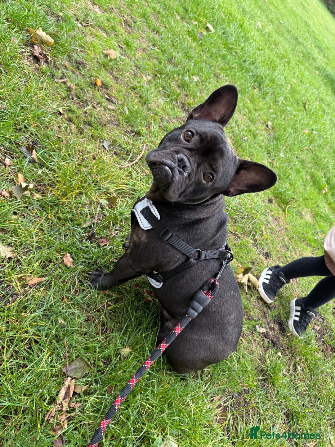 French Bulldog dogs for sale: 8 month old French Bulldog! - Image 2