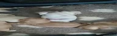 Puppy 2
