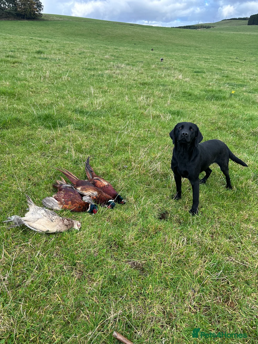 Labrador Retriever dogs for stud: Fully health tested Labrador at stud - Advert 4