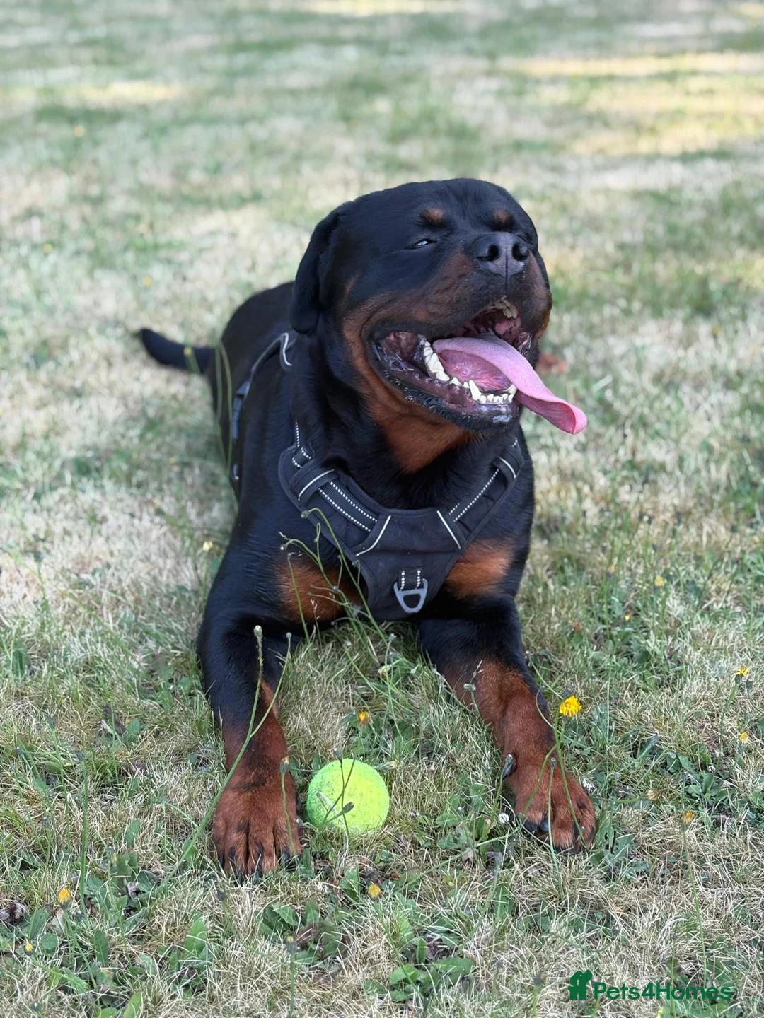 Rottweiler dogs for stud: Pure Pedigree Rottweiler Stud in Coventry - Advert 4
