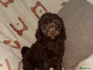 Miniature Poodle dogs 🩷🩷Stunning Chocolate Miniature Poodles🩷🩷 - Advert 13