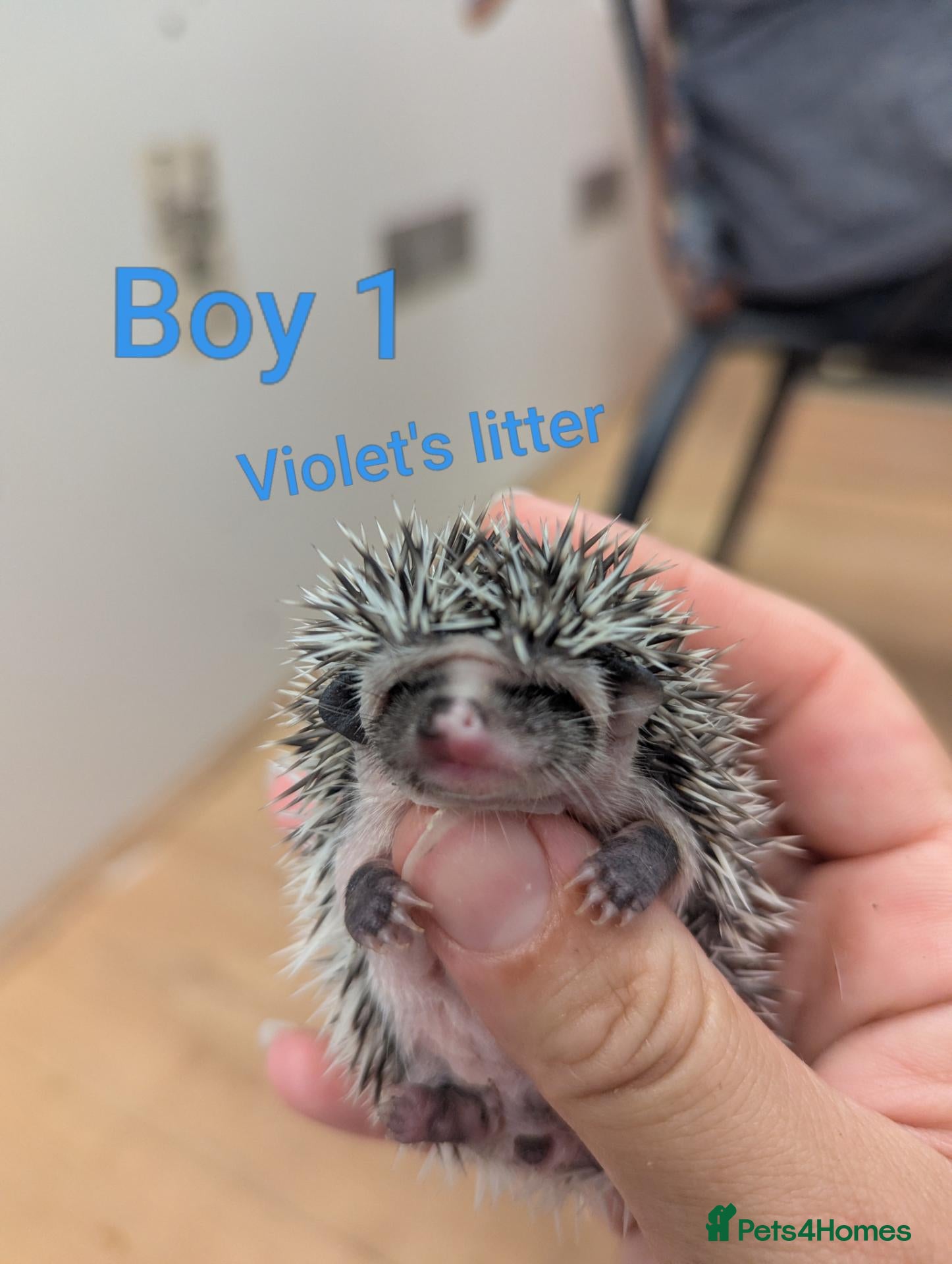 Pygmy Hedgehog rodents for sale: Baby African Pygmy Hedgehogs - multiple litters! - Advert 2