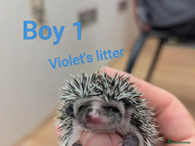 Pygmy Hedgehog rodents for sale: Baby African Pygmy Hedgehogs - multiple litters! - Advert 2