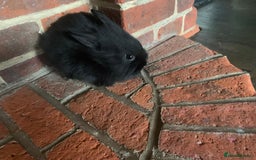 Dwarf Lop rabbits for sale: Dwraf Buinnes for Sale  - Advert 15