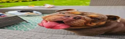 English Bulldog dogs for sale: KC registered English Bulldog  in North Shields - Advert 8