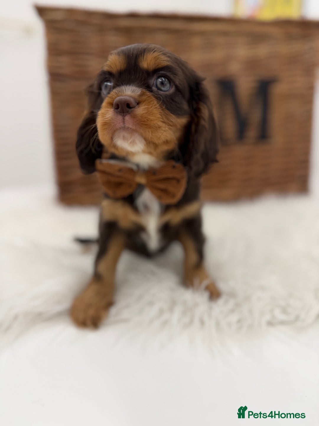 Cavalier King Charles Spaniel dogs for sale: Chocolate and tan Cavalier king charles - Advert 10