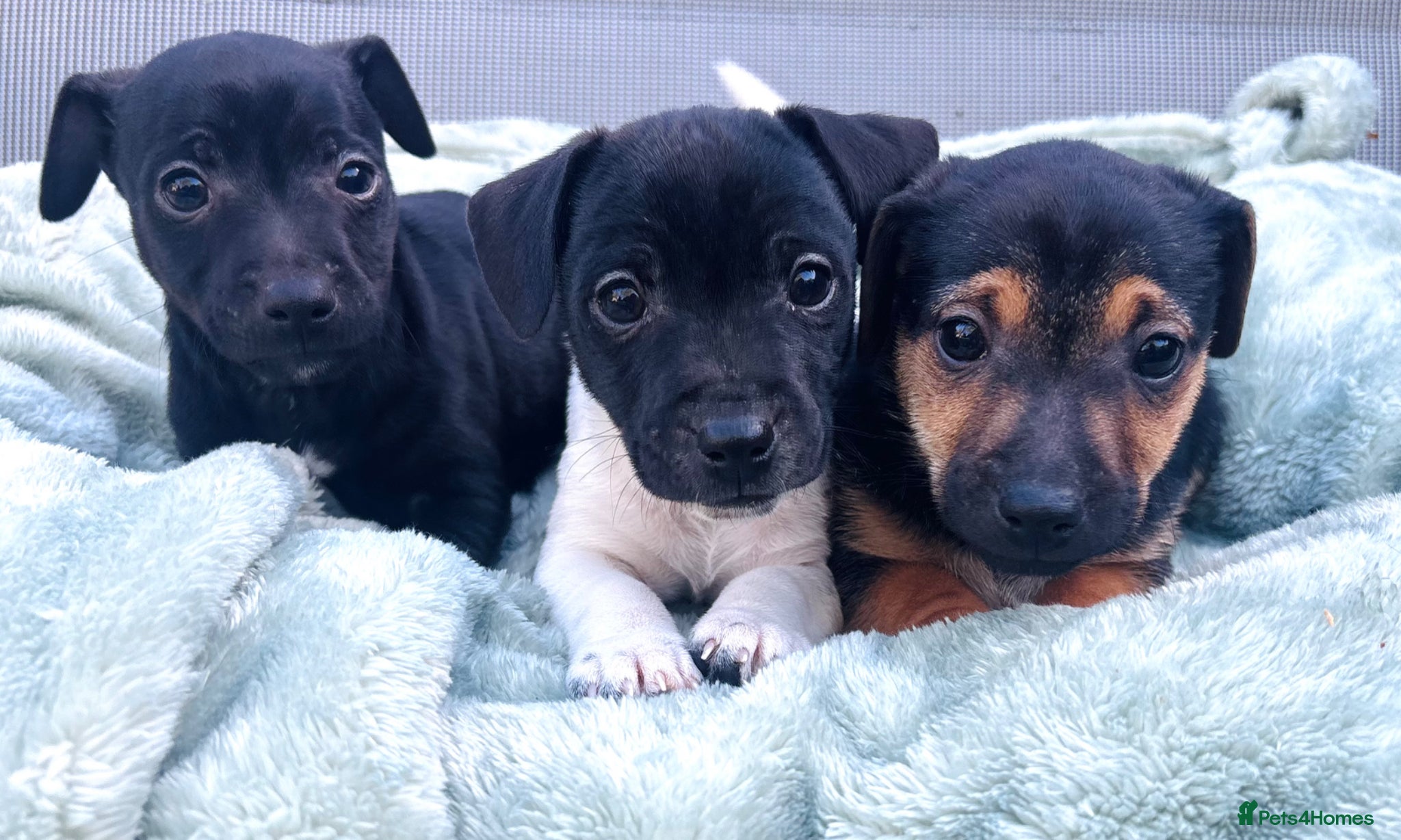 Jack Russell dogs Beautiful Jack Russell babies, ready now  - Advert 1