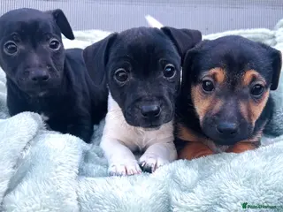 Jack Russell dogs Beautiful Jack Russell babies, ready now - Advert 1