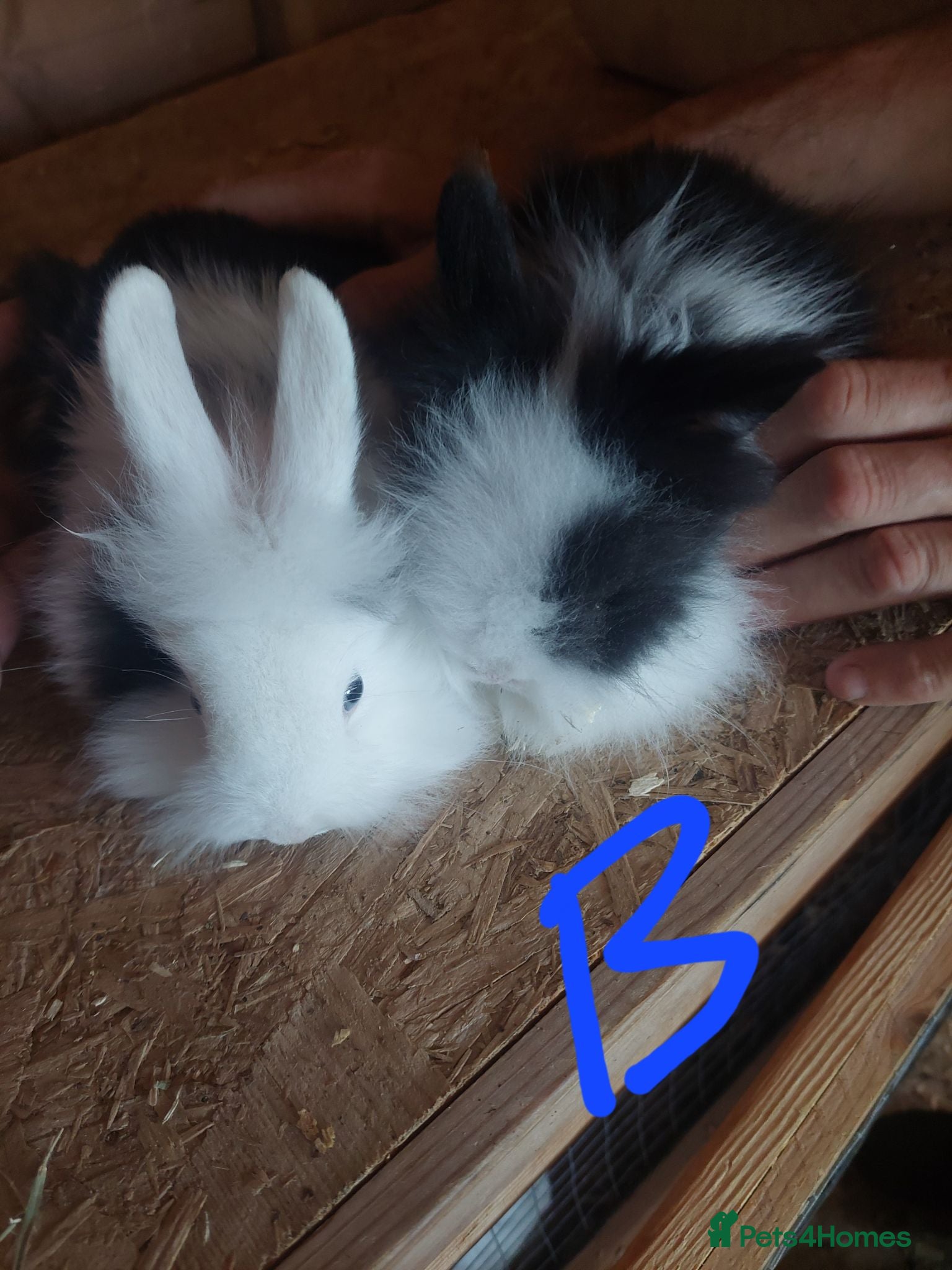 Lionhead rabbits Baby lionheads ready now beautiful colours  - Advert 14