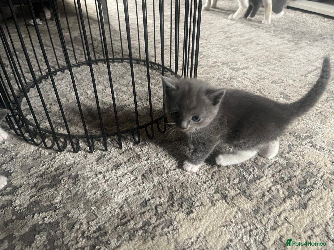 Mixed Breed cats for sale: 4 grey kittens - Advert 17